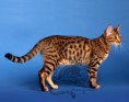 /album/amina/a3-bengal-kitten-amina-beauty-cat-faith-jpg1/